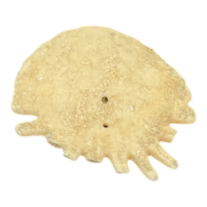 Heliophora orbicularis
