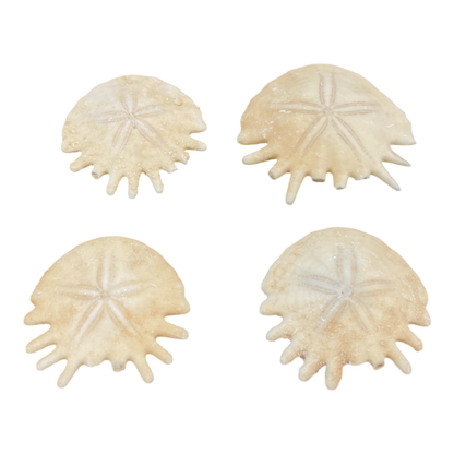 Heliophora orbicularis