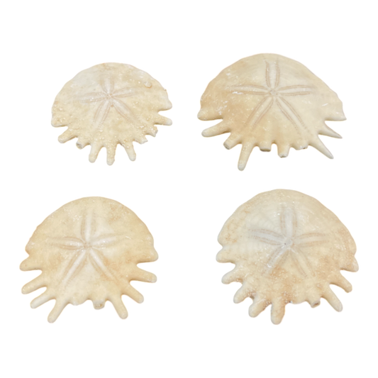Heliophora orbicularis