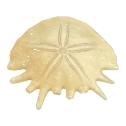 Heliophora orbicularis