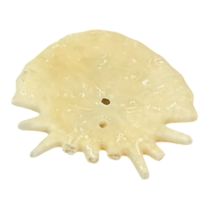 Heliophora orbicularis