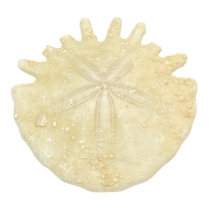 Heliophora orbicularis