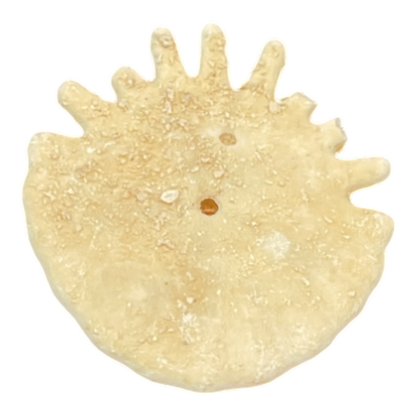 Heliophora orbicularis