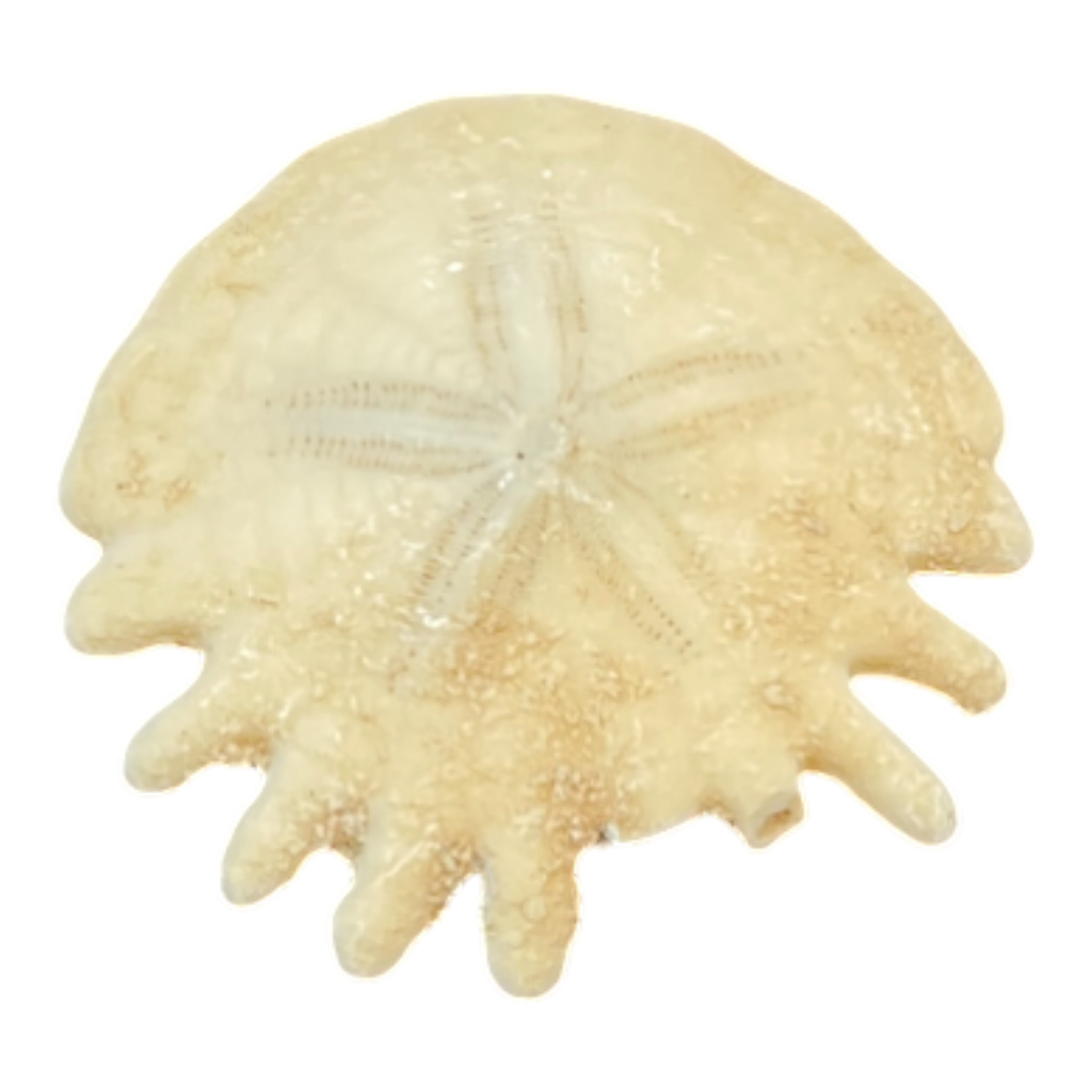 Heliophora orbicularis