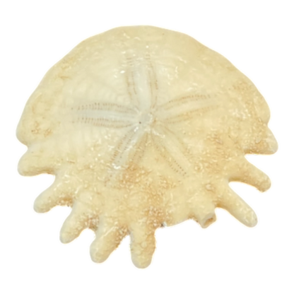 Heliophora orbicularis