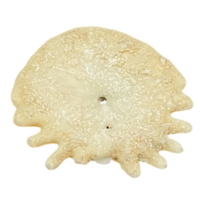 Heliophora orbicularis