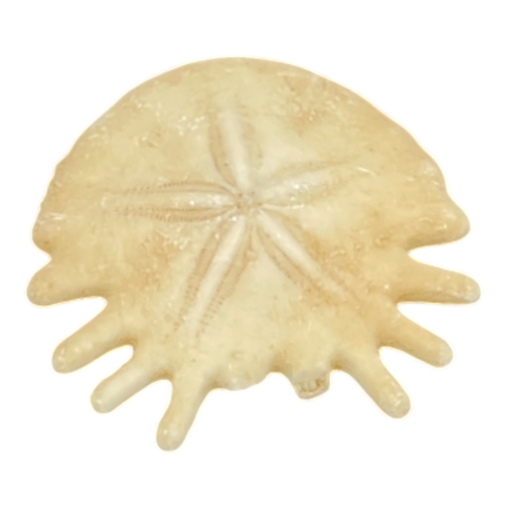 Heliophora orbicularis