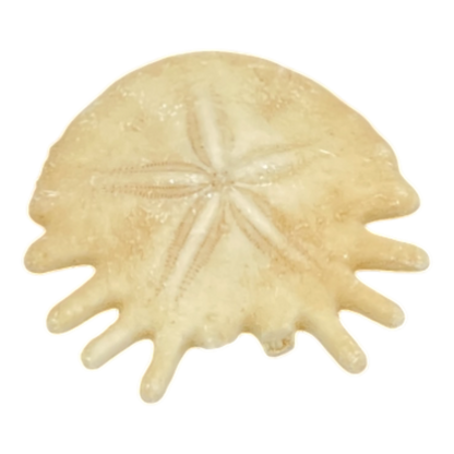 Heliophora orbicularis