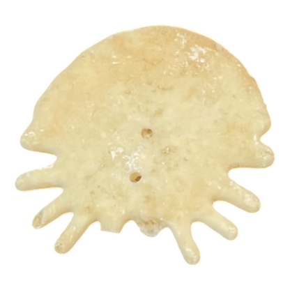 Heliophora orbicularis