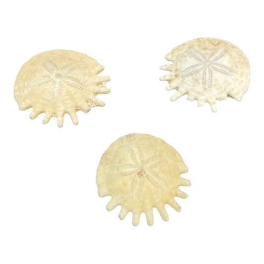 Heliophora orbicularis