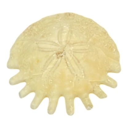 Heliophora orbicularis