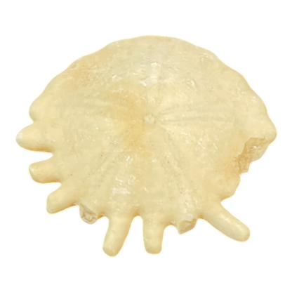Heliophora orbicularis