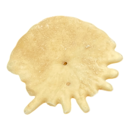 Heliophora orbicularis