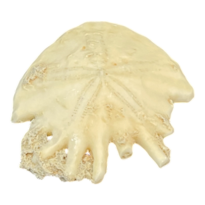 Heliophora orbicularis
