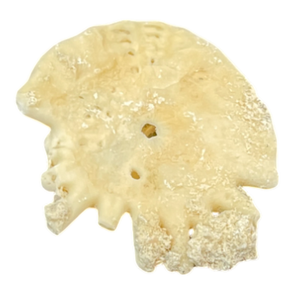 Heliophora orbicularis