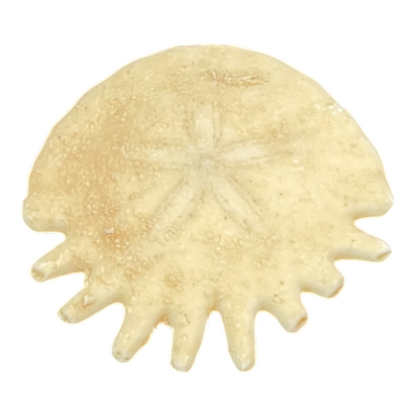 Heliophora orbicularis