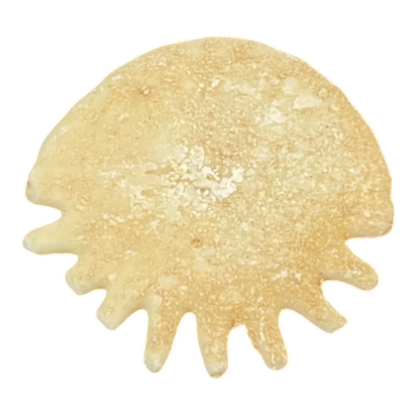 Heliophora orbicularis