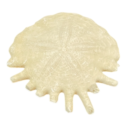 Heliophora orbicularis