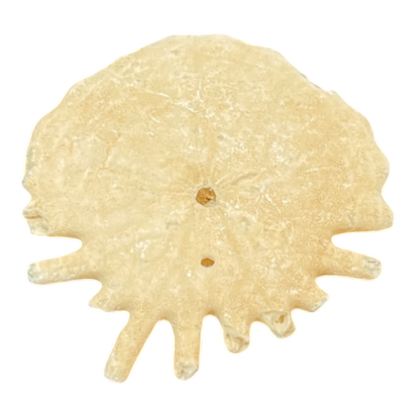 Heliophora orbicularis