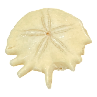 Heliophora orbicularis