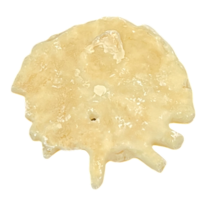 Heliophora orbicularis