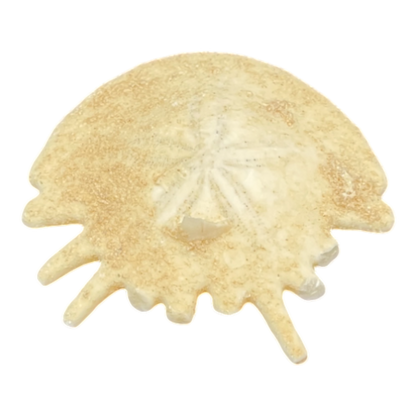 Heliophora orbicularis