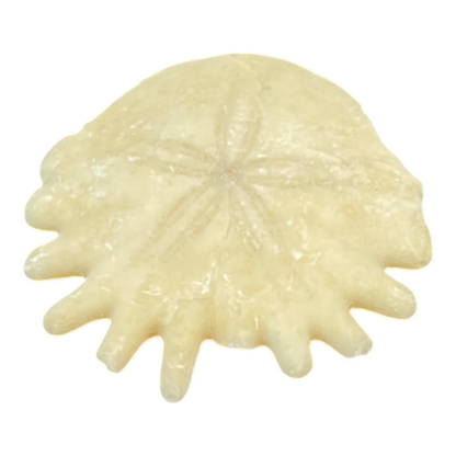 Heliophora orbicularis