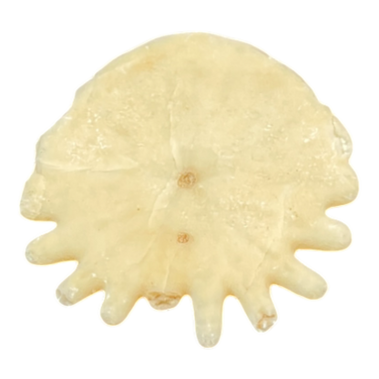 Heliophora orbicularis