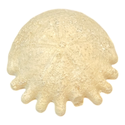 Heliophora orbicularis