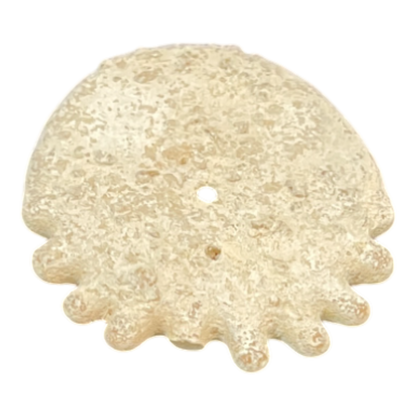 Heliophora orbicularis