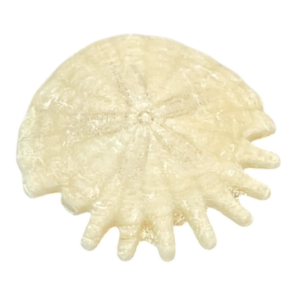 Heliophora orbicularis