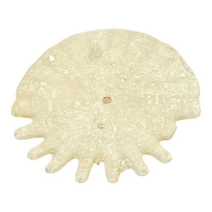 Heliophora orbicularis