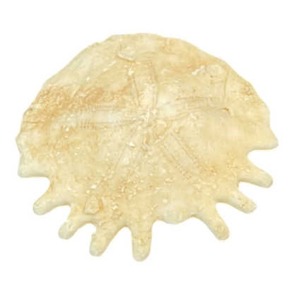 Heliophora orbicularis