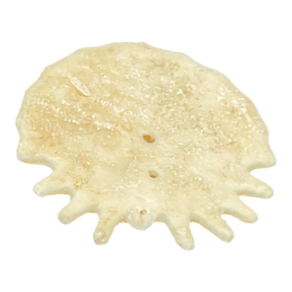 Heliophora orbicularis