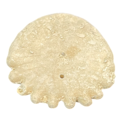 Heliophora orbicularis