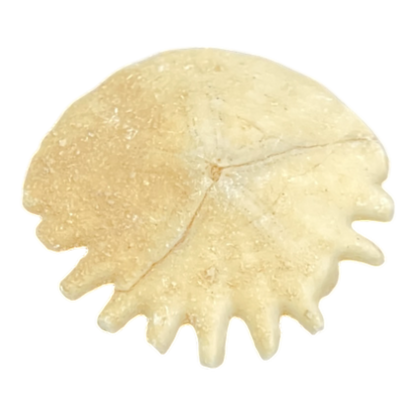 Heliophora orbicularis
