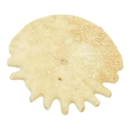Heliophora orbicularis