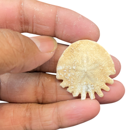Heliophora orbicularis