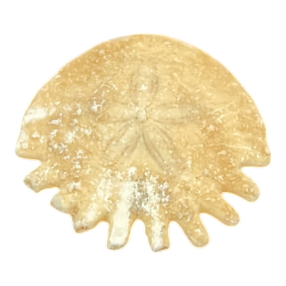 Heliophora orbicularis