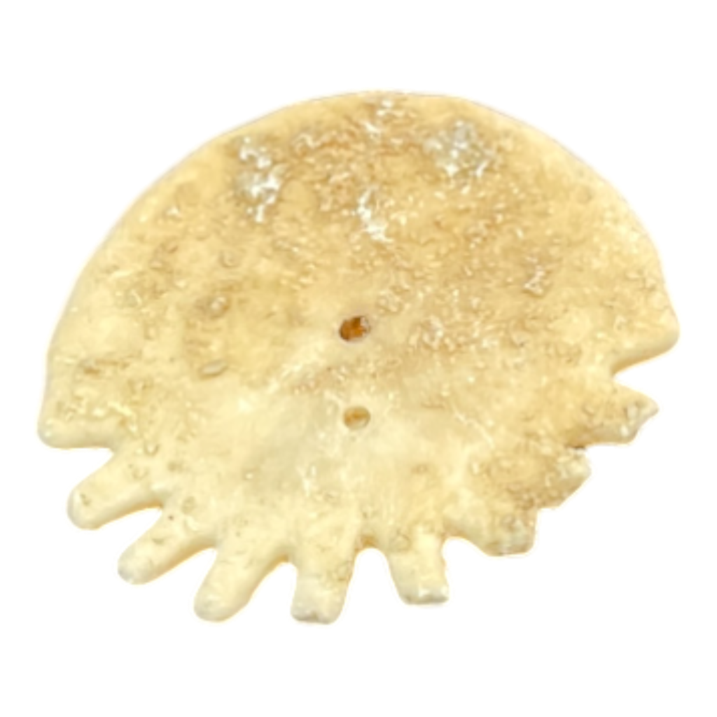 Heliophora orbicularis