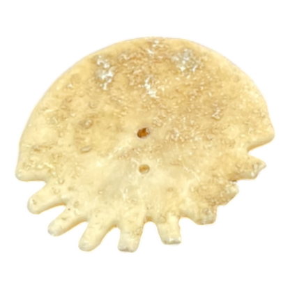Heliophora orbicularis