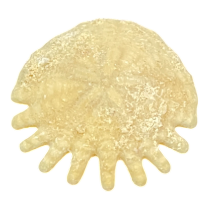 Heliophora orbicularis