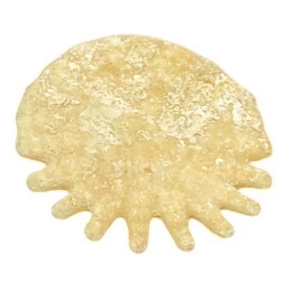 Heliophora orbicularis