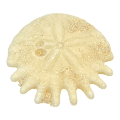 Heliophora orbicularis