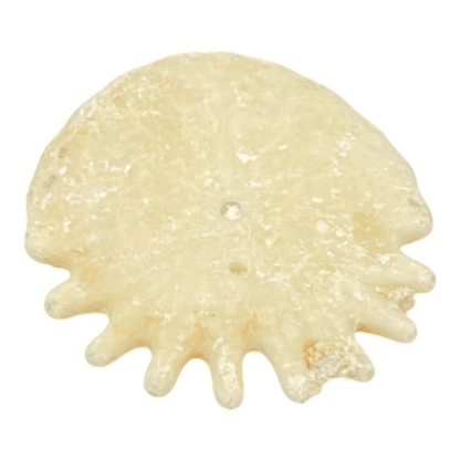 Heliophora orbicularis