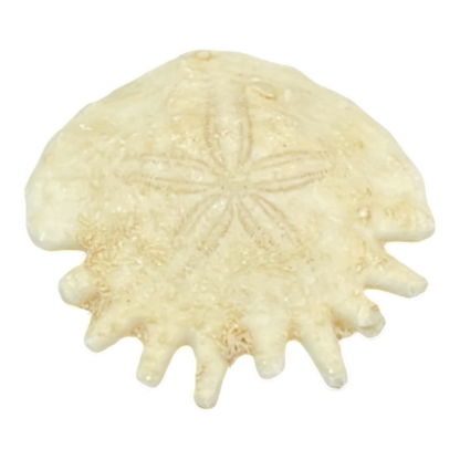 Heliophora orbicularis