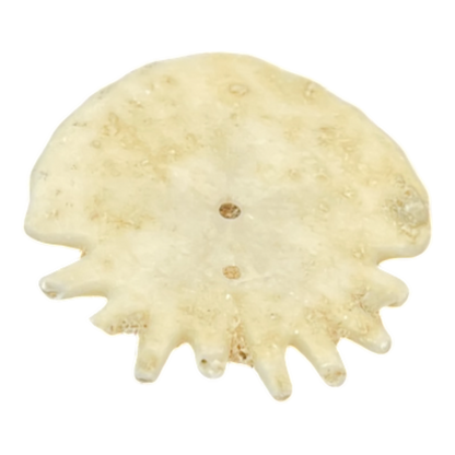 Heliophora orbicularis