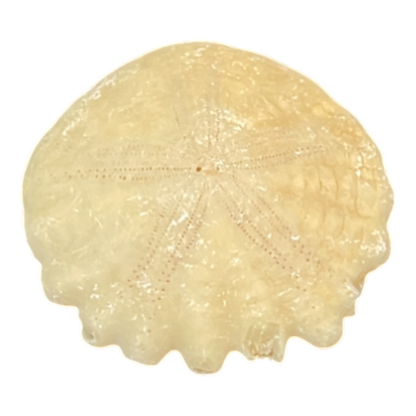 Heliophora orbicularis