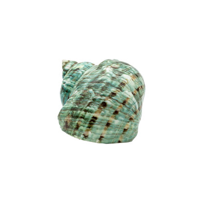 Green Turbo Shell (Turbo marmoratus)