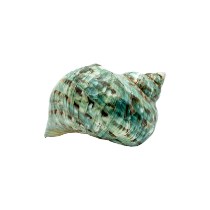 Green Turbo Shell (Turbo marmoratus)